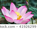 The pink lotus in the lotus pond 41926299