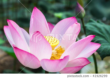 The pink lotus in the lotus pond 41926299