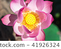The pink lotus in the lotus pond 41926324