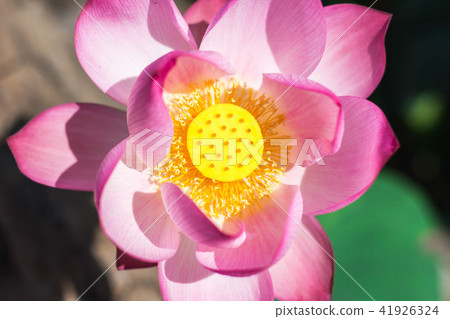 The pink lotus in the lotus pond 41926324