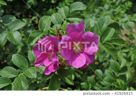 Applicable Applicable 41926915