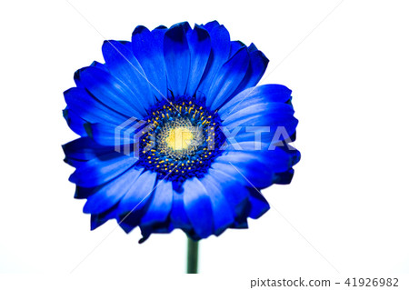 藍色非洲菊 藍色非洲菊 41926982