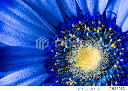 藍色非洲菊 41926983