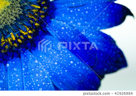 與waterdrop的藍色大丁草 41926984