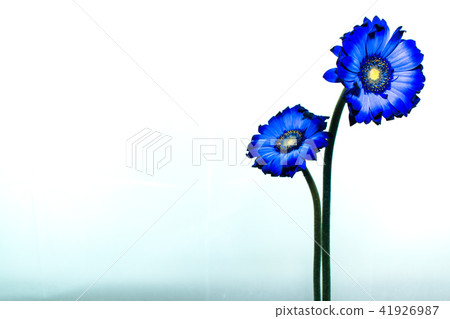 Blue Gerbera of two wheels 41926987