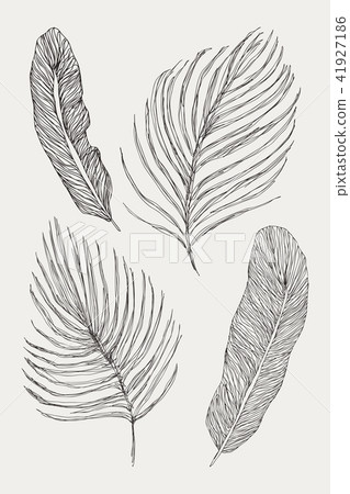 Vector tropical exotic leaves. Set isolated on white background. Palm leaf collection. Fast doodle 41927186