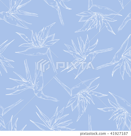 Seamless pattern of linear strelitzia collection. Vector exotic flowers of a paradise bird. Sketch 41927187