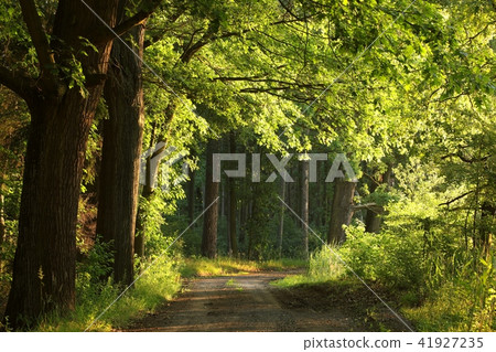 Country road on the edge of the forest in the morn 41927235