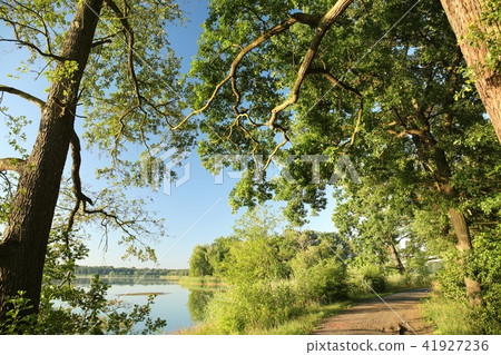 Idyllic landscape in the morning, July, Poland Idyllic landscape in the morning, July, Poland 41927236