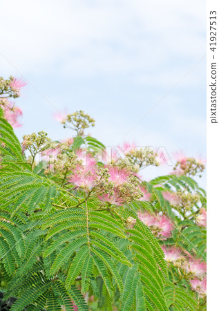 Nemnoki編織花necem（學名Albizia julibrissin） 41927513