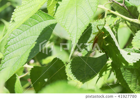 Korogis female 41927780