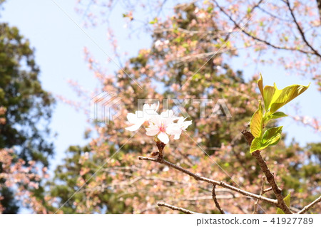 Cherry Blossoms! Cherry Blossoms! 41927789