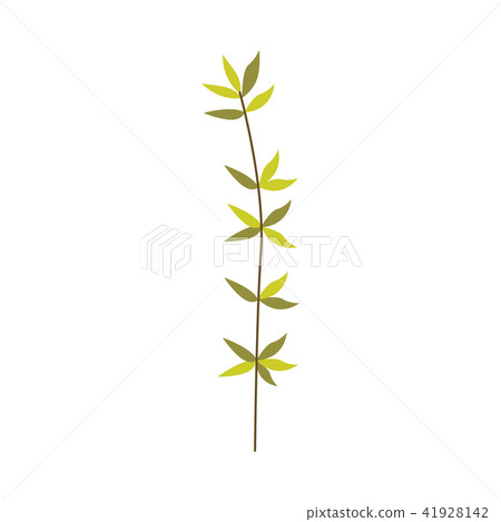 Green plant branch of leaves - natural floral element for design in flat style 41928142