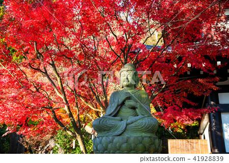 Kamakura Hasega Temple Autumn leaves 41928839