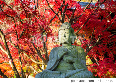 Kamakura Hasega Temple Autumn leaves 41928840