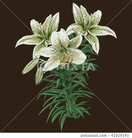 Collection set of hand drawn flowers on white background. Collection set of hand drawn flowers on white background. 41929143