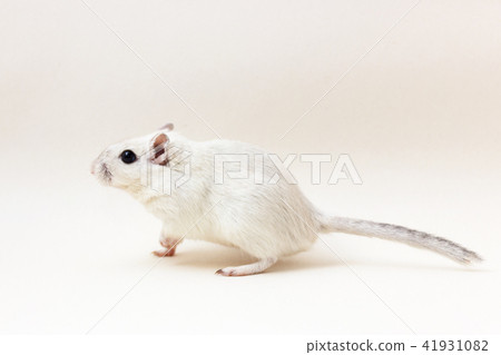 Gerbil - cute pet 41931082