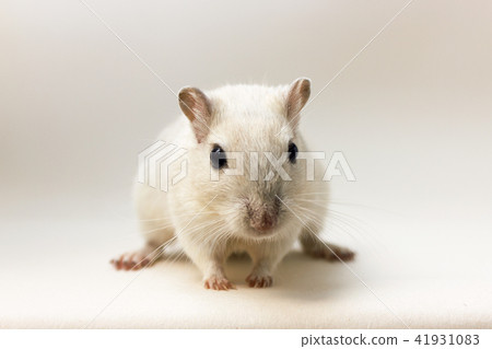 Gerbil - cute pet 41931083
