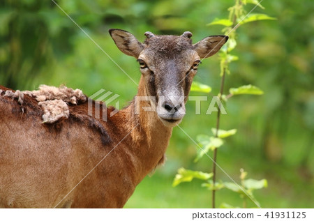 Mouflon female portrait 41931125
