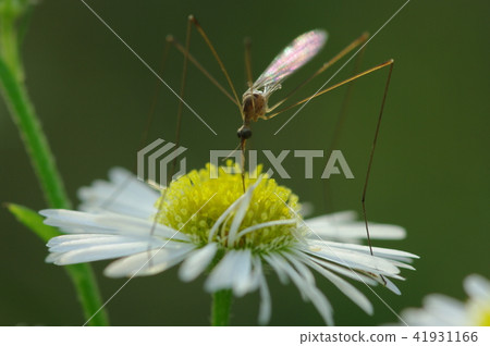 Gagambo吸食himeyeon的花蜜 41931166