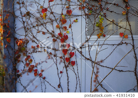 Autumn leaves 41931410