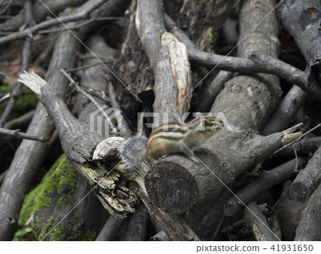 北海道的Ezoshimaris 北海道的Ezoshimaris 41931650