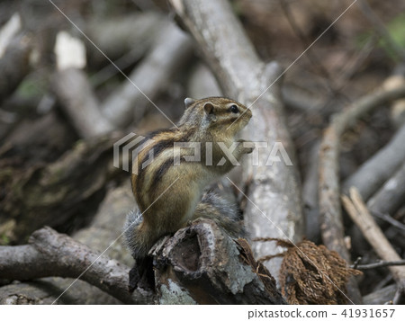 北海道的Ezoshimaris 41931657