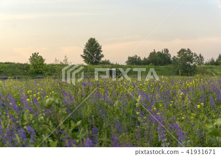 Harvesting machine on the field with alfalfa Harvesting machine on the field with alfalfa 41931671