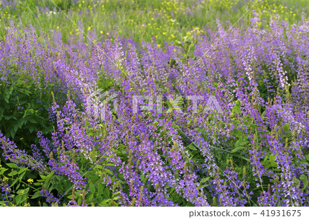 field of blooming lucerne field of blooming lucerne 41931675