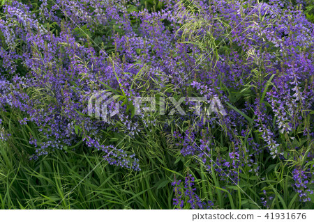 background - flowering meadow background - flowering meadow 41931676