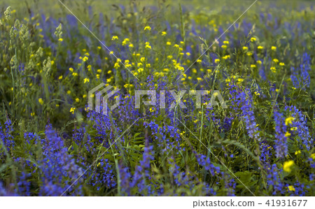 background - flowering meadow background - flowering meadow 41931677