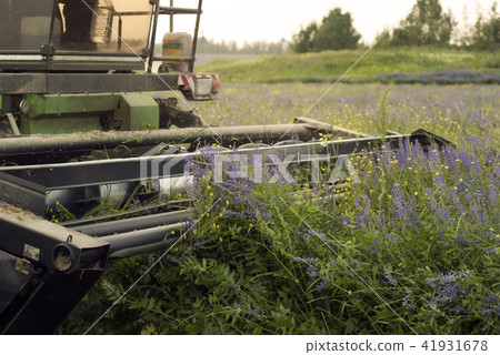 mechanical harvesting of livestock feed 41931678