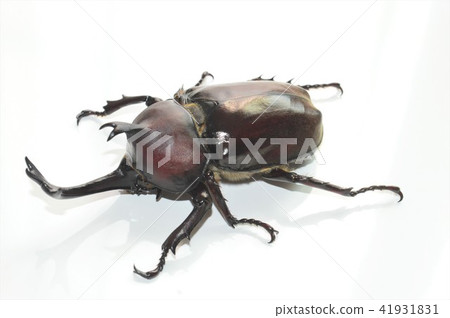 Domestic beetle white background 41931831