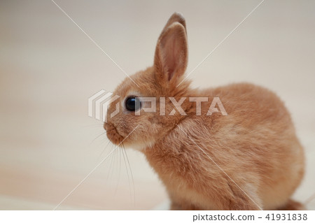 Usagi (rabbit pet rabbit biological animal Netherland dwarf copy space New Year card material New Year) 41931838