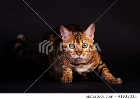 Bengal cat in action Bengal cat in action 41932036