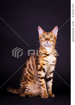 Bengal cat in action Bengal cat in action 41932147