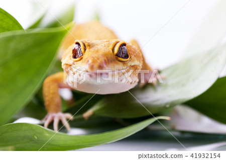 Orange leopard gecko looking camera in leaves 41932154