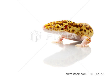 Orange leopard gecko relaxing on white 41932158