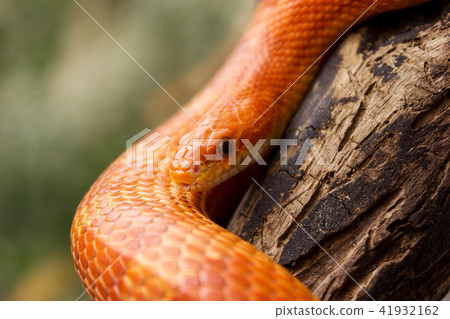 Orange corn snake crawling on a branch  41932162