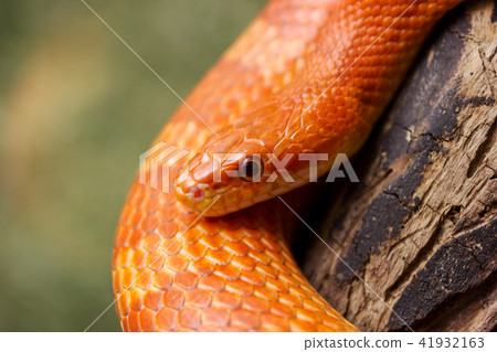 Orange corn snake crawling on a branch 41932163
