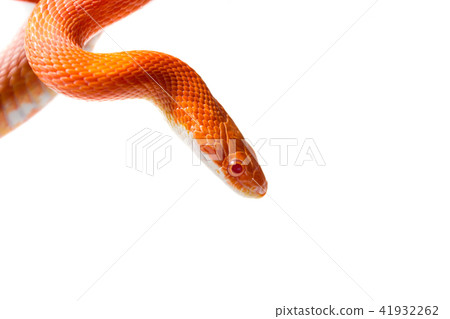 Hypo fire corn snake 41932262