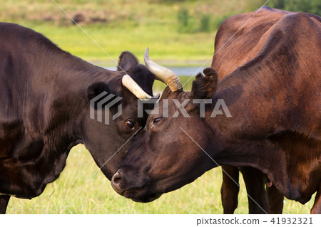 Red and black cows Red and black cows 41932321