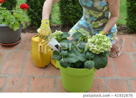 Fertilizing flowers in summer 41932676