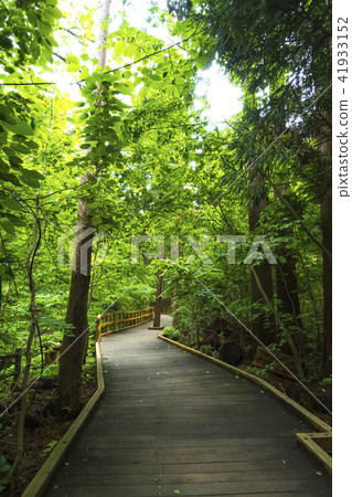 札幌丸山公園 41933152