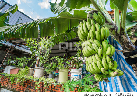 Raw green bananas on tree - Fresh long bananas on bunch in field tropical  fruit, Stock image