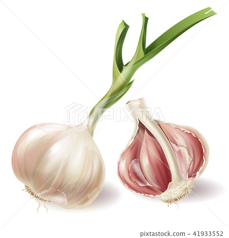 Vector realistic sprouted head of garlic and half 41933552