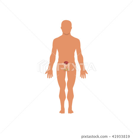 Male sexual system, anatomy of human body vector Illustration on a white background Male sexual system, anatomy of human body vector Illustration on a white background 41933819