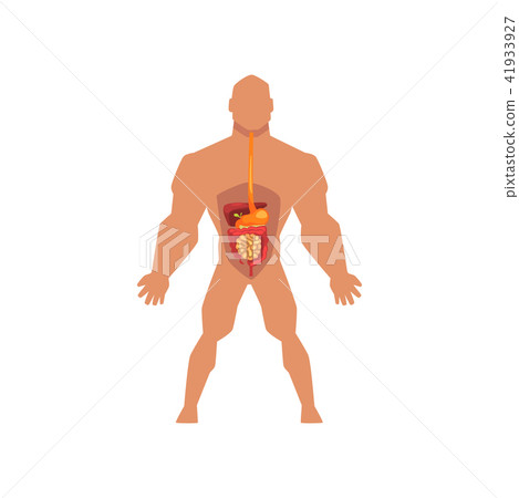 Human biological digestive system, anatomy of human body vector Illustration on a white background Human biological digestive system, anatomy of human body vector Illustration on a white background 41933927