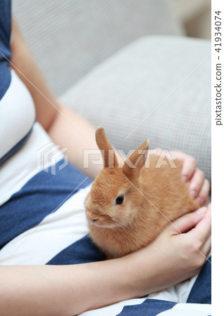 Usagi(兔寵物兔生物動物荷蘭矮人復制空間新年卡材料新年) Usagi(兔寵物兔生物動物荷蘭矮人復制空間新年卡材料新年) 41934074