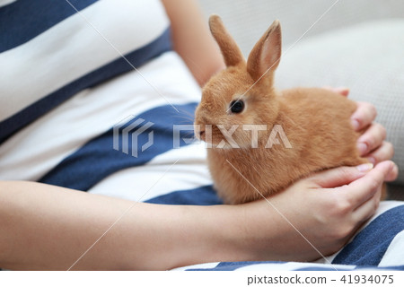 Usagi (rabbit pet rabbit biological animal Netherland dwarf copy space New Year card material New Year) 41934075